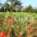 多花红千层