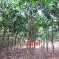 无忧树