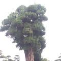 罗汉松