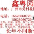 假槟榔