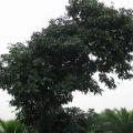 荔枝树