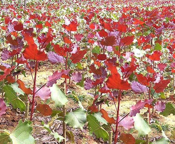 江苏东海县嫁接中华红叶杨取得成功