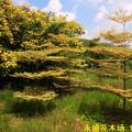 锦叶榄仁