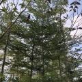 小叶榄仁