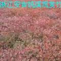 南天竹