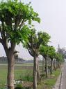 黄脉刺桐