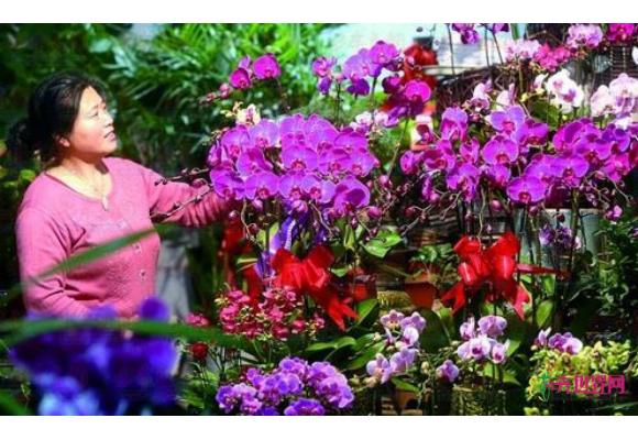 青岛：蝴蝶兰等应季盆栽花销售旺季到来