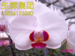 蝴蝶兰