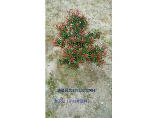 海岛罗汉松（太子妃）小叶子品种