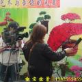 丹东杜鹃（花卉世界国际展览会）