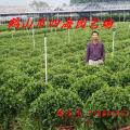 非洲茉莉