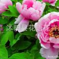 角茎野牡丹