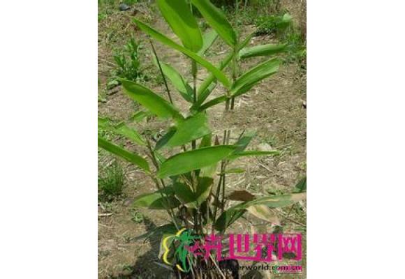 美丽箬竹