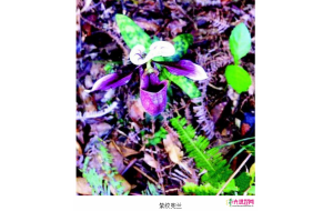 兰科植物紫纹兜兰在惠东首次发现 属一级保护植物