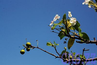 山东枣庄百年梨树花果同现