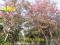 小叶紫薇