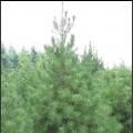 白皮松、晋南最大白皮松种植基地