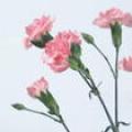 康乃馨
