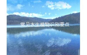 植物认知 | 80种常见水生植物识别合集