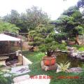黑松—庭院设计