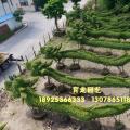 细叶榕