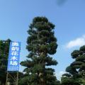 日本罗汉松