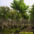 大叶紫薇
