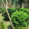 非洲茉莉