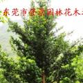 罗汉松