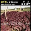 彩叶草
