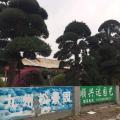 罗汉松