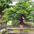台湾罗汉松
