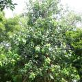 菩提榕 菩提树