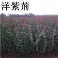 红花紫荆苗