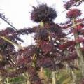 红花继木古桩