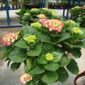 绣球花