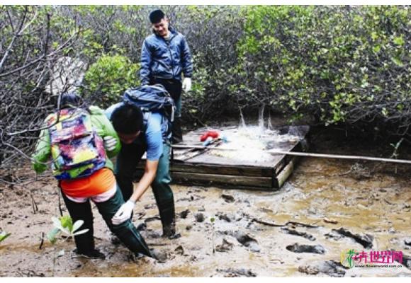 深圳：大学生调研东涌红树林 提出规划倡建湿地公园