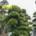 罗汉松