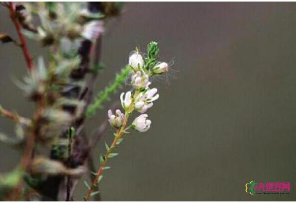 四川:泸州发现疑似濒危植物疏花水柏枝 四川:泸州发现疑似濒危植物疏花水柏枝