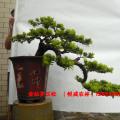 金钻罗汉松