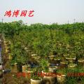 大腹木棉袋苗