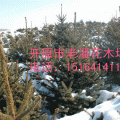 云杉