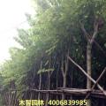 羊蹄甲