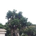 荔枝