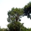 香樟