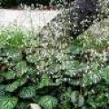 虎耳草