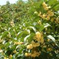 桂花(各种规格)