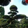 日本罗汉松