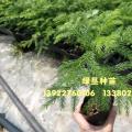 南洋杉