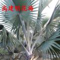 霸王棕